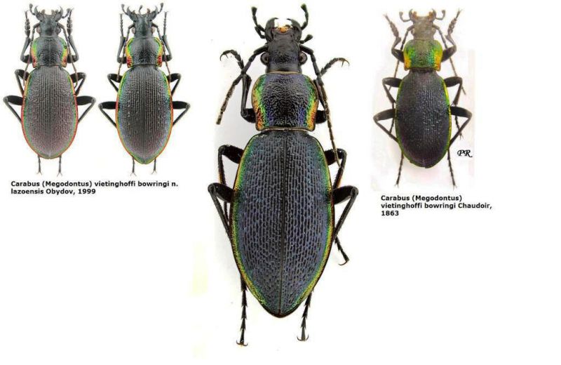 Carabus (Megodontus) vietinghoffi bowringi n. lazoensis Obydov, 1999.jpg