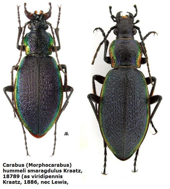 Carabus (Morphocarabus) hummeli smaragdulus Kraatz, 18789 (as viridipennis Kraatz, 1886, nec Lewis,.jpg