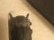 CAPNODIS SP. X FEI 003.jpg