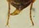 aa Ocys (Tizzano) 1bJPG.JPG
