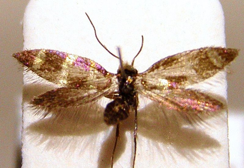 micropterix 020 (2) cro 2.jpg