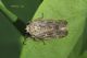 _DSC0025_Allygidius-sp.jpg