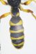 C.arenaria07.jpg
