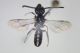 H.smaragdulus01.jpg
