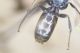 H.smaragdulus15.jpg