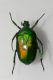 carabus gran interst2 003.jpg