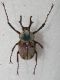 carabus gran interst2 002.jpg