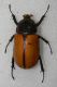 carabus gran interst2 001.jpg