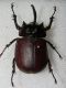 carabus gran interst 001.jpg