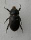 carabus gran interst3 005.jpg