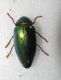 carabus gran interst3 004.jpg