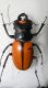 carabus gran interst3 002.jpg