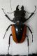 carabus gran interst3 001.jpg