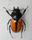 carabus gran interst3 003.jpg