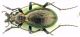 Platycarabus fabricii.JPG
