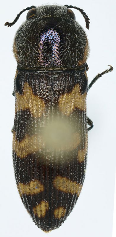 Acmaeodera_Oman_2.jpg