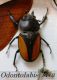 carabus gran interst4 006.jpg