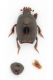 Histeridae-Pianosa.jpg