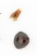 Histeridae-Pianosa-edeago-dett.jpg