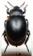 GR, Leptokaria, 28.5.-6.6.2002, 19mm.jpg