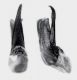 Ocypus (Pseudocypus ) fortunatarum Wollaston, 1871.jpg