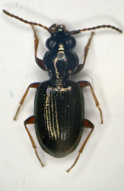 AA Bembidion.JPG