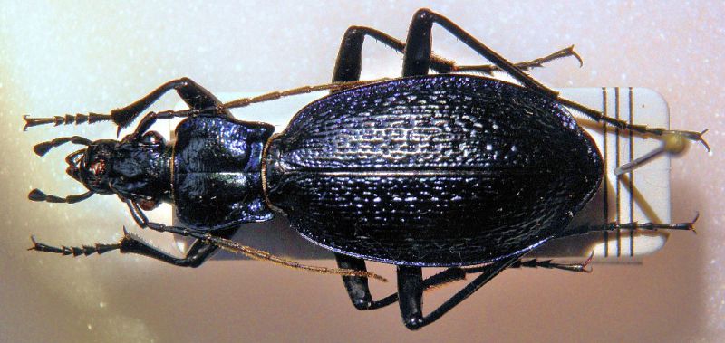 C. intricatus 1.jpg