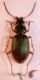 Chlaeniellus vestitus 2.jpg
