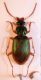 Chlaeniellus vestitus 3.jpg