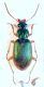 Chlaeniellus vestitus a.jpg