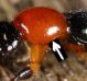 littoralis-pronoto-part.jpg