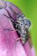 Neoitamus cyanurus40_cr.jpg