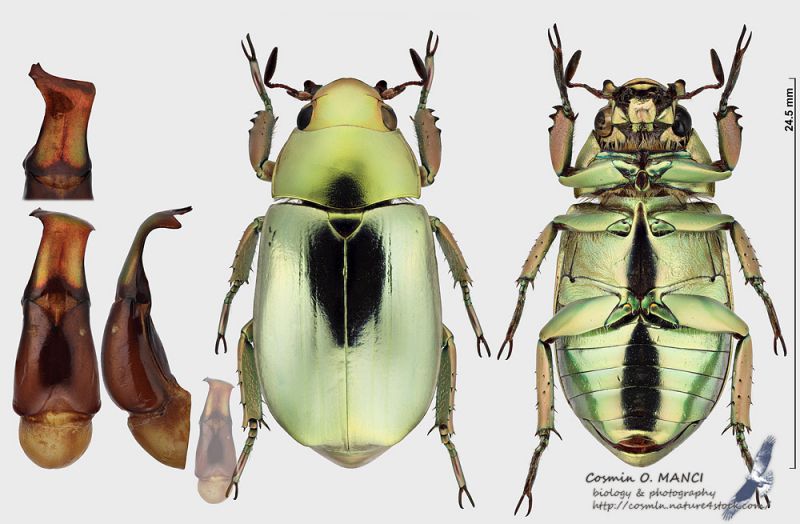 Chrysina_strasseni_s.JPG