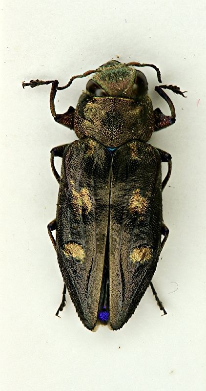 Chrysobotris solieri 11.VI.05.JPG