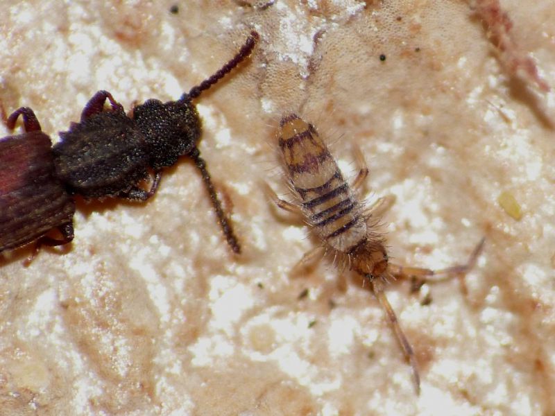 entomobryia.JPG