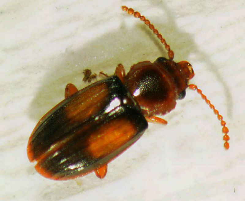 laemophloeus1 4mm.jpg