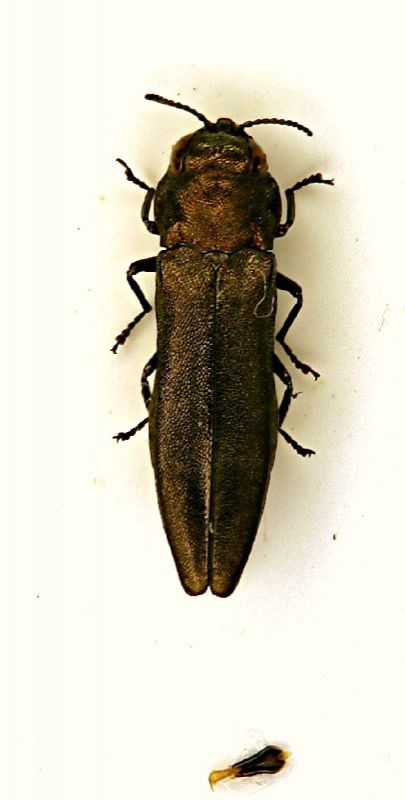 Agrilus integerrimus 17.VII.05.JPG