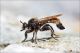 Laphria_cf_flava_male_Val_Sarentino_Claudio_Labriola_9468_1200.jpg