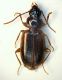 Carabide pietra 01.jpg