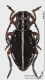 Dorcadion1_f_s.JPG