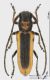 Helladia_praetextata_s.jpg