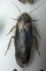 Blaberidae Correas.jpg