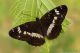 Limenitis-camilla_DSC2390.jpg