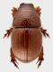 Chaetonyx_Scalambra_1000m_15-XII-2012_6,2mm.jpg