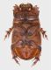 Chaetonyx_Scalambra_1000m_15-XII-2012_ventre_grey.jpg