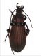 Carabus_morbillosus_Olmedo_06Aprile2009.jpg