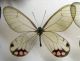 Ithomiinae Correas 1.jpg