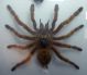 Theraphosidae Correas.jpg