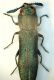 Agrilus01a 27.IV.08.JPG