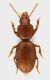 Reicheia_Scalambra_1000m_15-XII-2012_2,2mm_grey.jpg